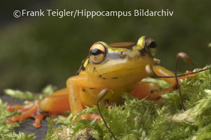 Image of Spotted reed frog