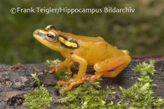 Plancia ëd Hyperolius puncticulatus (Pfeffer 1893)