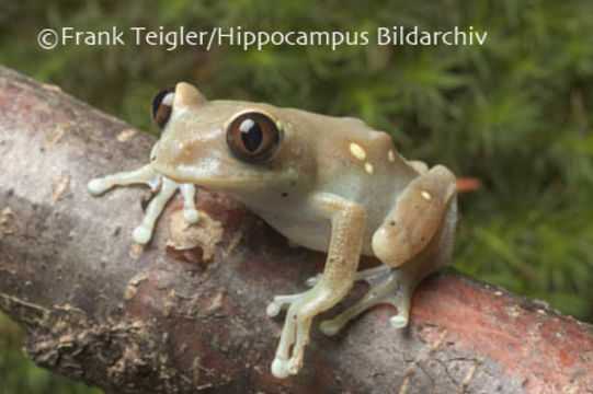 Leptopelis uluguruensis Barbour & Loveridge 1928的圖片