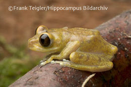 Image of Uluguru forest tree frog