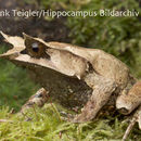 صورة Megophrys Kuhl & Van Hasselt 1822