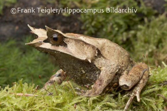 Image of Borneon Horned Frog