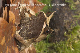 Image of Borneon Horned Frog