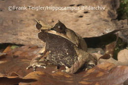 Image of Borneon Horned Frog