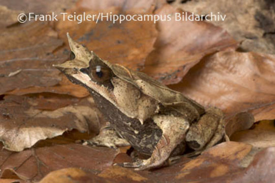 Image of Borneon Horned Frog