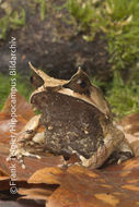 Image of Borneon Horned Frog