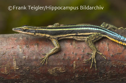 Image of Sawtail Lizard