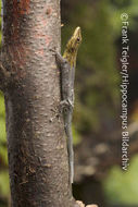 <i>Lygodactylus luteopicturatus</i> resmi