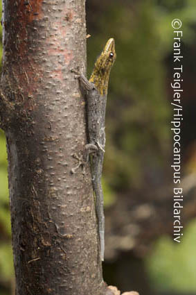 <i>Lygodactylus luteopicturatus</i> resmi