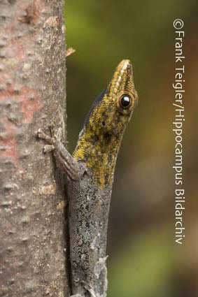 <i>Lygodactylus luteopicturatus</i> resmi