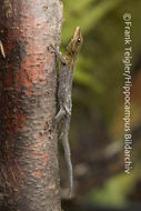 <i>Lygodactylus luteopicturatus</i> resmi