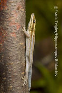 Lygodactylus kimhowelli Pasteur 1995 resmi