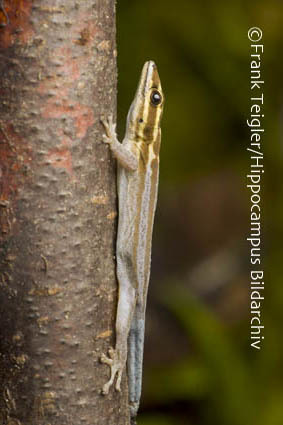 Lygodactylus kimhowelli Pasteur 1995 resmi