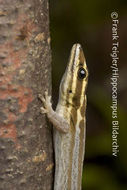 Lygodactylus kimhowelli Pasteur 1995 resmi