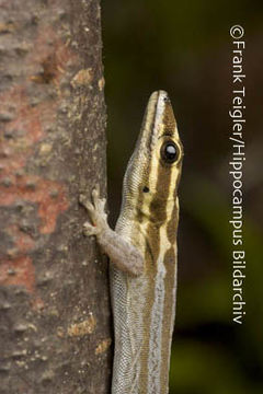 Image of Lygodactylus kimhowelli Pasteur 1995