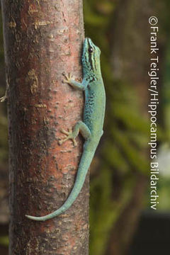 Image of Turquoise Dwarf Gecko