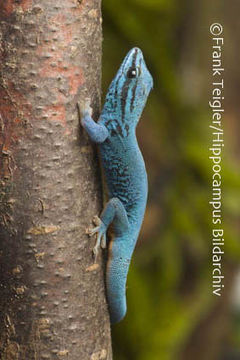 Image of Turquoise Dwarf Gecko