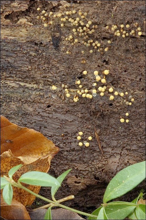 Image of Hemitrichia clavata