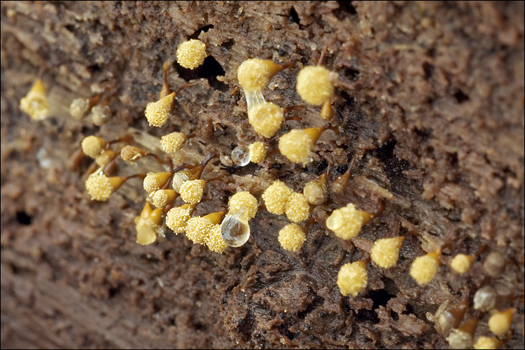 Image of Hemitrichia clavata