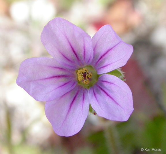 Imagem de Erodium botrys (Cav.) Bertol.