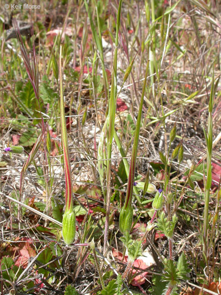 Imagem de Erodium botrys (Cav.) Bertol.