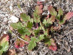 Imagem de Erodium botrys (Cav.) Bertol.