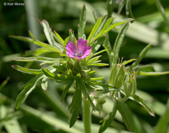 Plancia ëd Geranium dissectum L.