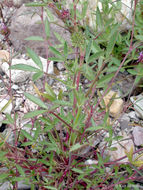 Image of clammy clover