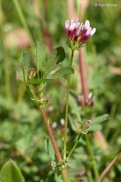 Image of Trifolium variegatum var. variegatum