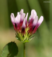 Image of Trifolium variegatum var. variegatum