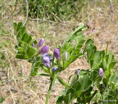 Image of <i>Vicia <i>sativa</i></i> ssp. sativa