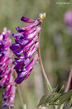 Imagem de Vicia villosa subsp. varia (Host) Corb.