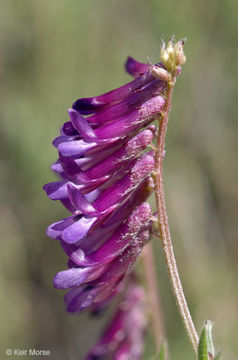 Imagem de Vicia villosa subsp. varia (Host) Corb.