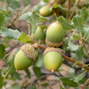 Слика од Quercus berberidifolia Liebm.