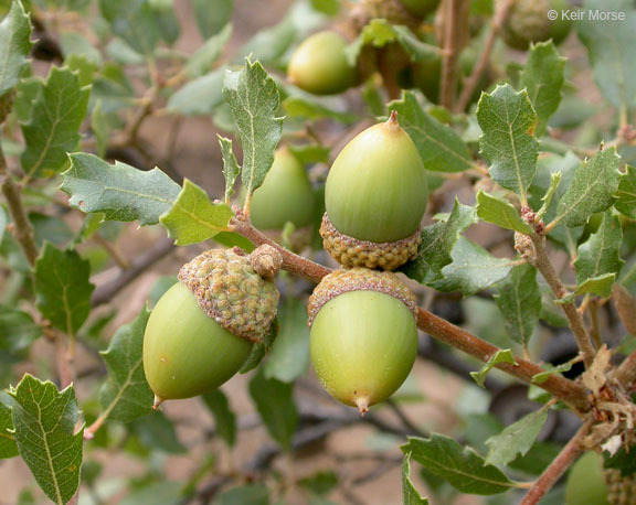 Слика од Quercus berberidifolia Liebm.