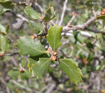 Image of California Scrub Oak