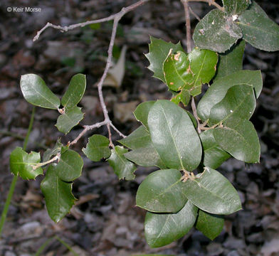 Слика од Quercus chrysolepis Liebm.