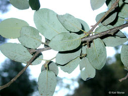 Слика од Quercus chrysolepis Liebm.