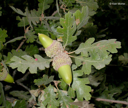 Image of valley oak