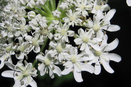 Image of Mantegazzi's Cow-Parsnip