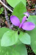 <i>Polygala paucifolia</i>的圖片