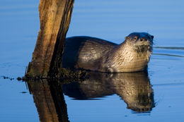 صورة <i>Lontra canadensis brevipilosus</i>