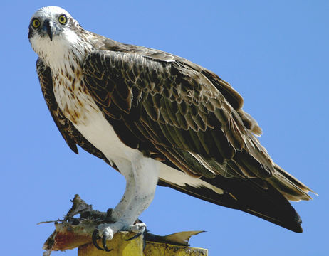 Image of Eastern Osprey