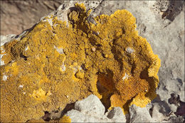 Image of orange lichen