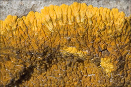 Image of orange lichen