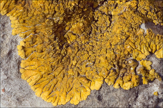 Image of orange lichen