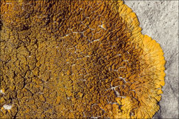 Image of orange lichen