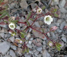 Emmenanthe penduliflora var. rosea Brand resmi