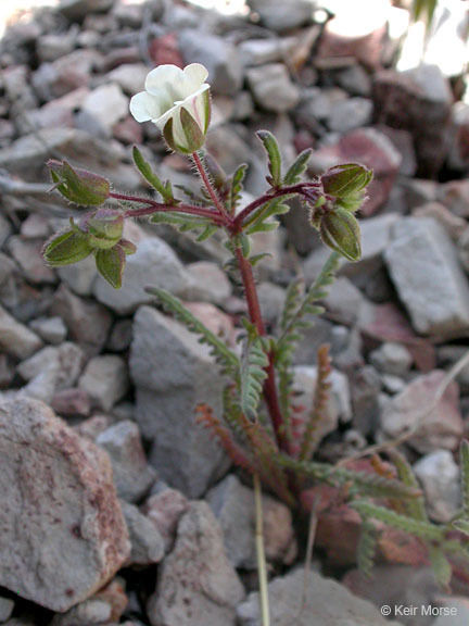 Emmenanthe penduliflora var. rosea Brand resmi