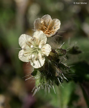 Image of stinging phacelia